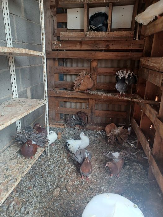 Pombos rabo de leque