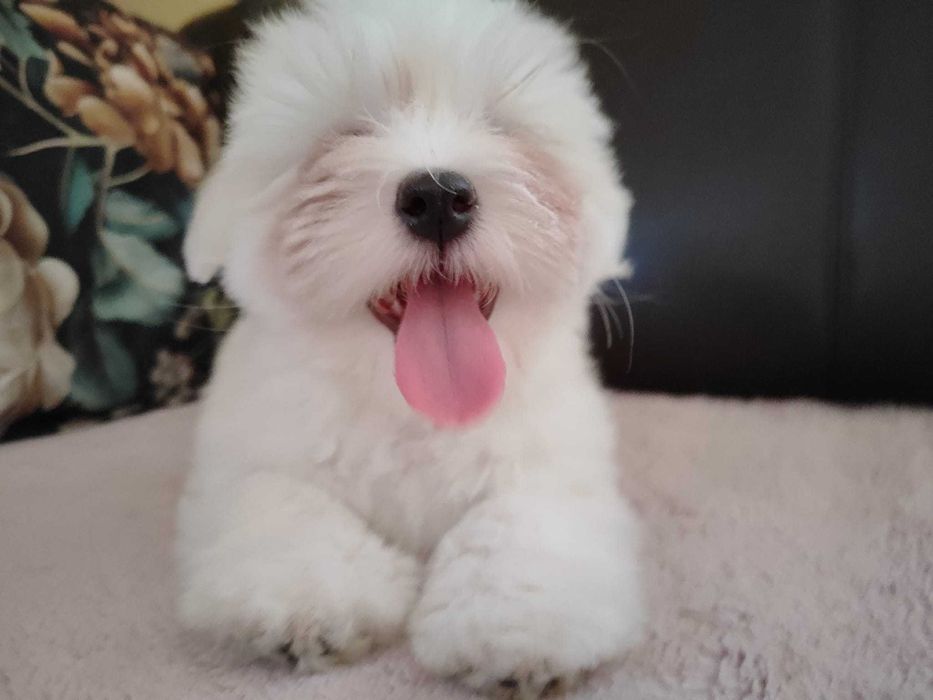 Coton de Tulear, wełniana księżniczka z wyjątkowym charakterem