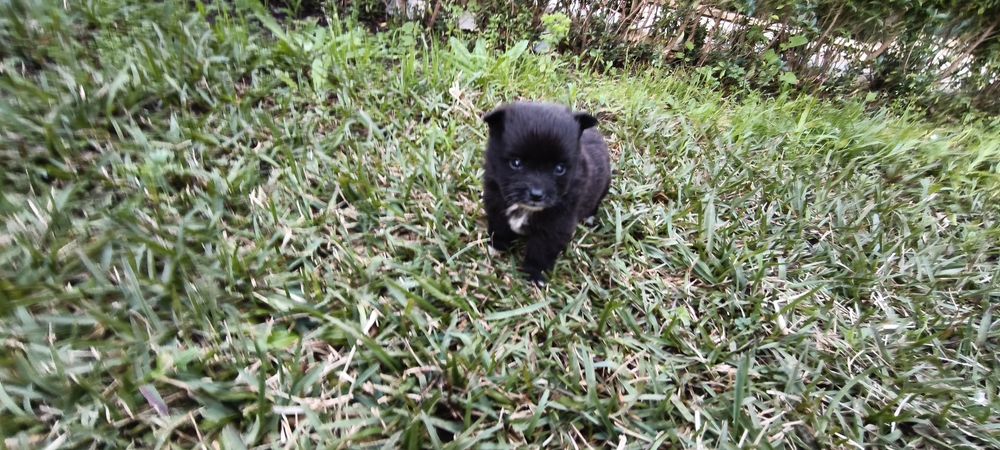 Spitz alemão anão Lulu da Pomerânia hiper miniatura criado em ambiente
