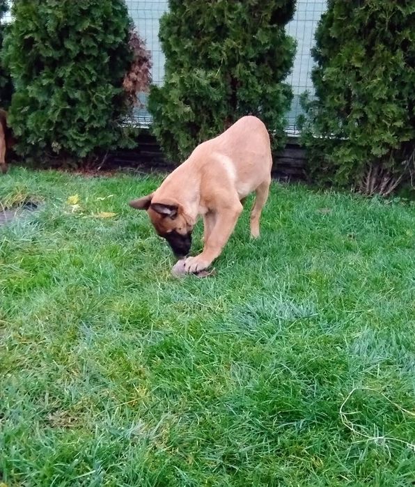 Owczarek Belgijski Malinois