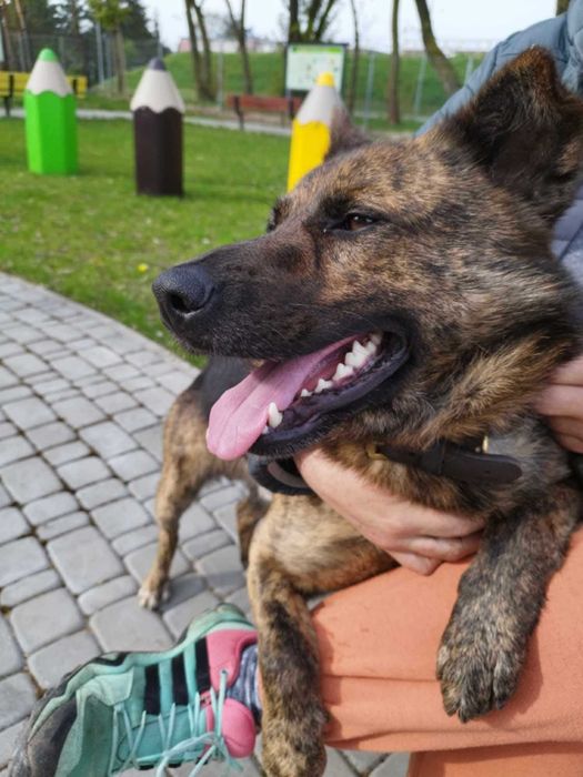 Bruno do adopcji