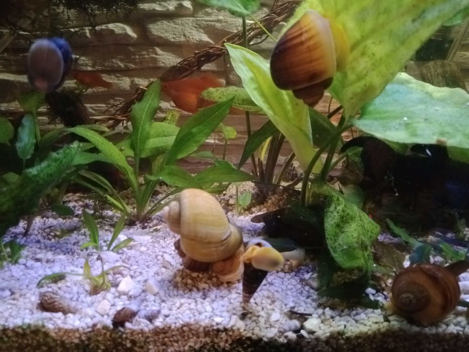 ślimak Helmet ślimaki na glony