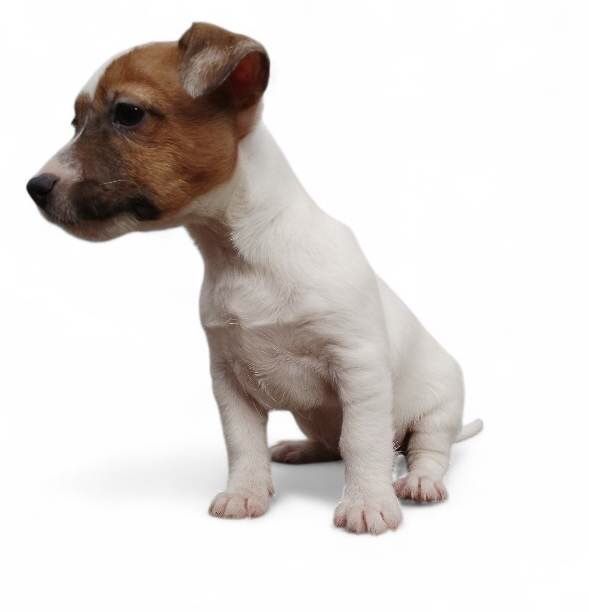 Дівчина ДРТ