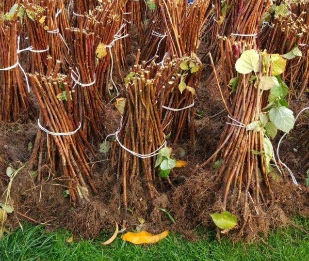 Sadzonki malin letnich i jesiennych, dowóz i wysyłka kurierem!!