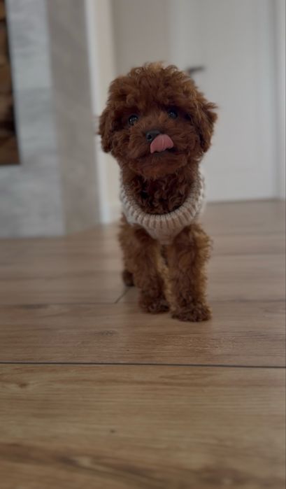 Poodle toy red brown