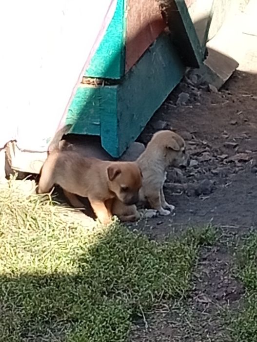 Подарую хороших собачок