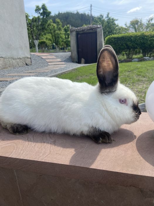 Покрита самка каліфорнія