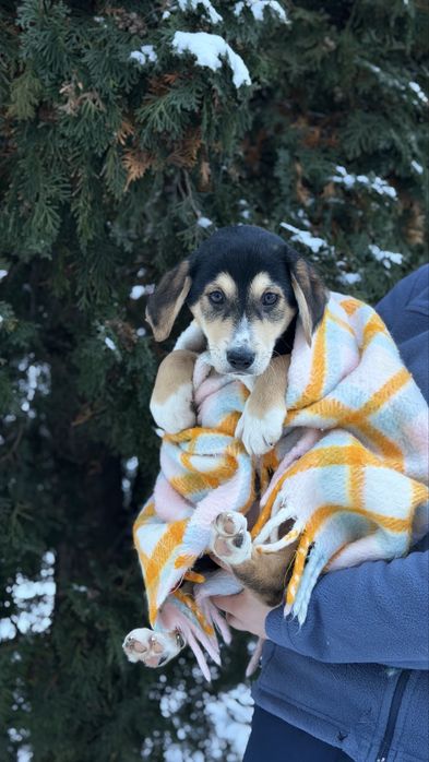 Віддам в добрі руки