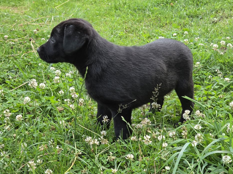 Labrador retriever  szczenię  z metrykę