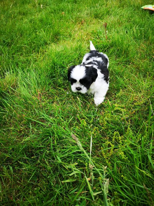 Mini SHIH TZU biało czarna Rodowód wyprawka biało czarny