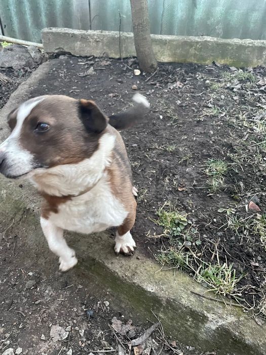 Загубилась собака