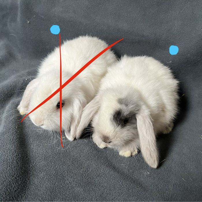 Króliki baranki miniaturowe mini lop