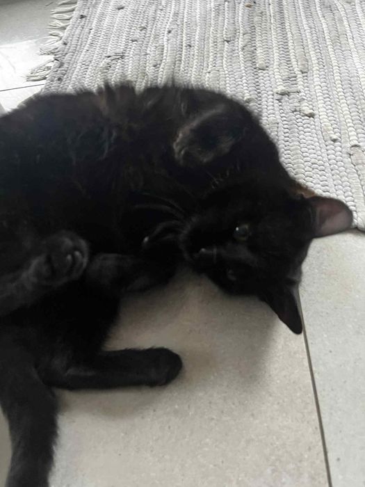 Czarna kotka szuka domu Odbiór osobisty