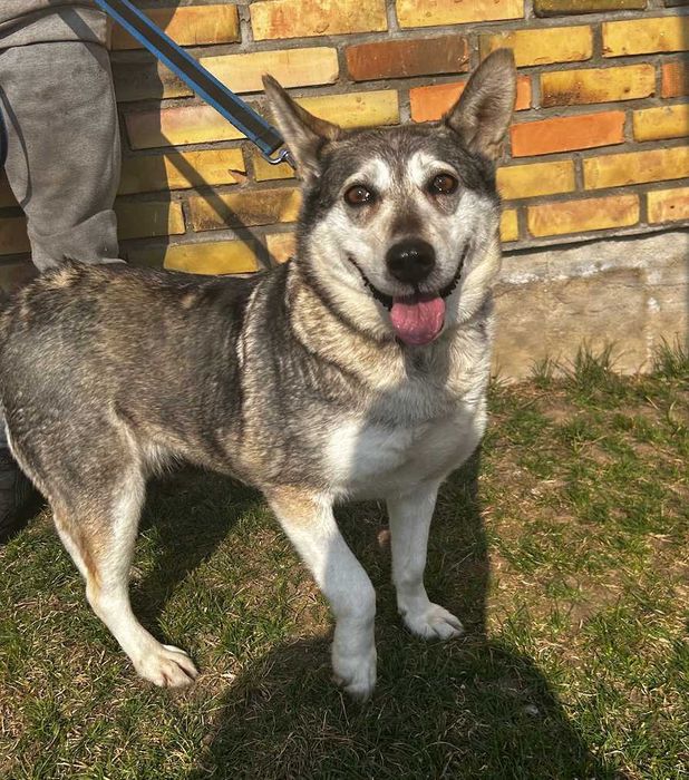 Piękna Luna do adopcji