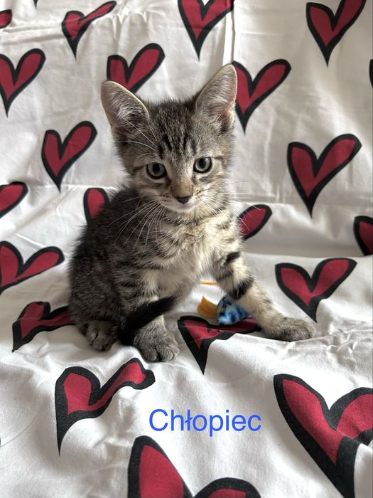 Cudowne maluchy do adopcji :)