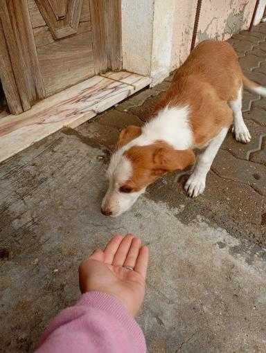 Olá boa noite veio por este meio a informar que este cachorro tá a dar