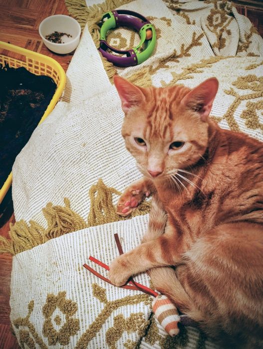 Gatinho macho amarelo