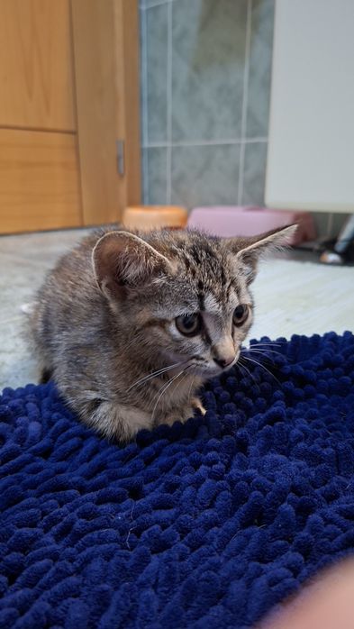 Gata para doação