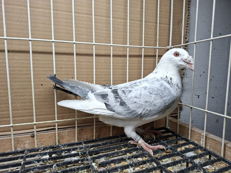 Gołębie Staropolskie