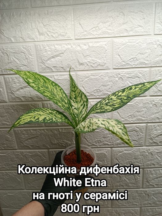 Диффенбахии на фитиле