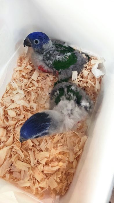 2 Loris arco iris para acabar de criar a mão