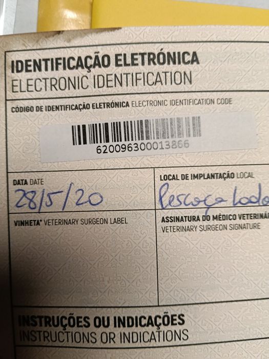 Border collie preto/branco