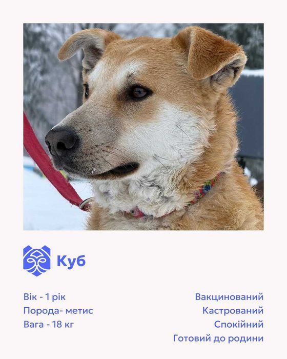 Куб, метис, шукає дім