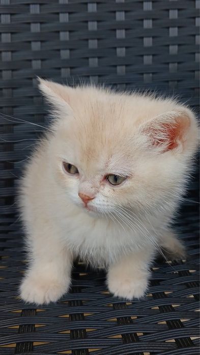 Золота шиншила кошенята