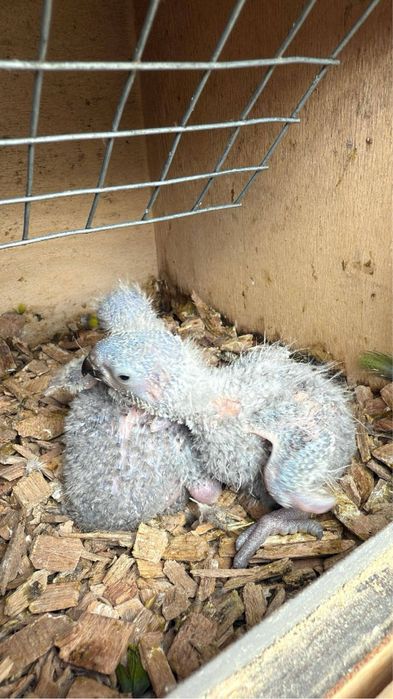 2 casais Loris Molucanos reprodutores