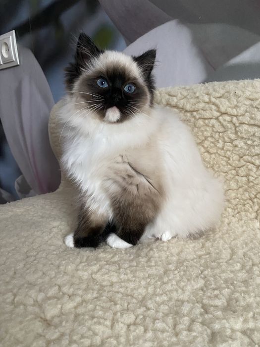 Породисті кошенята Регдол/Ragdoll