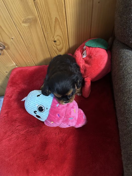 Cavalier king charles
