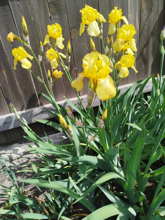 Іриси жовті, півники