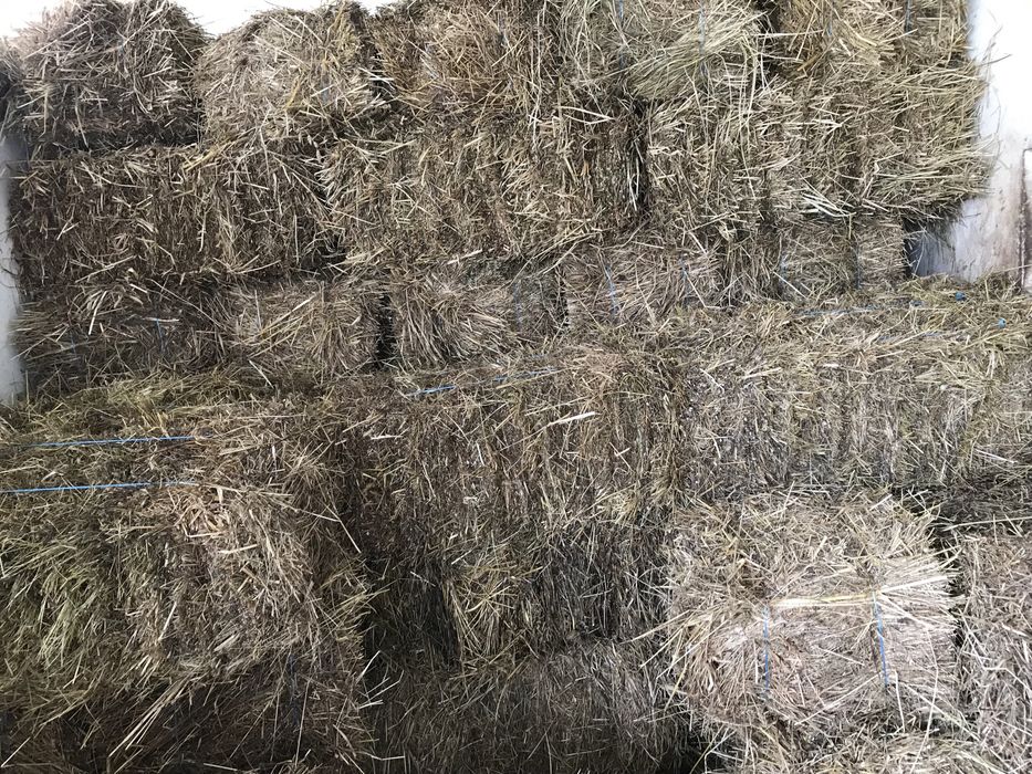 Fardos de palha deste ano