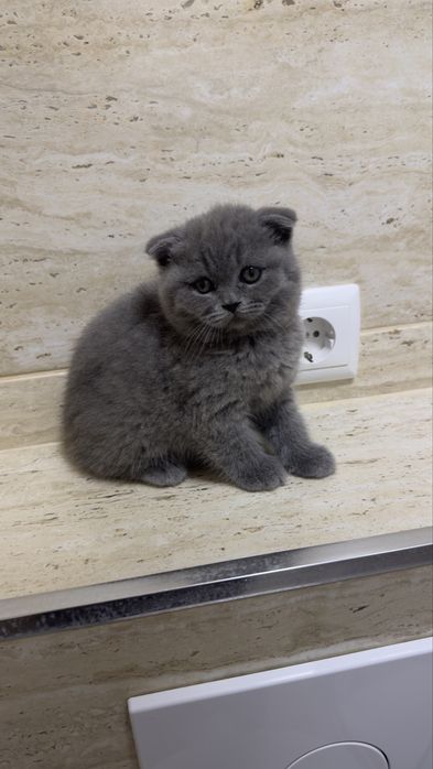 Scottish   fold
