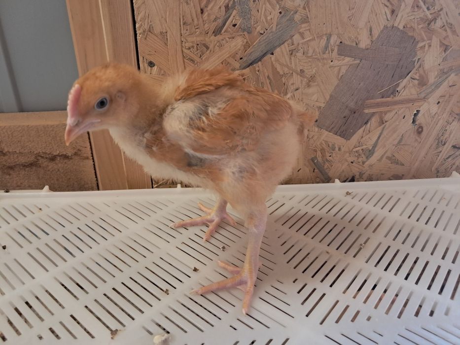 Brojlery Zagrodowe RedBro! Zapisy na sezon 2026 r. Dowóz do klienta !