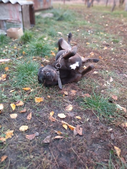 Терміново шукають родину