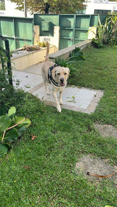 Cuido do seu animal em Braga- Hospedagem