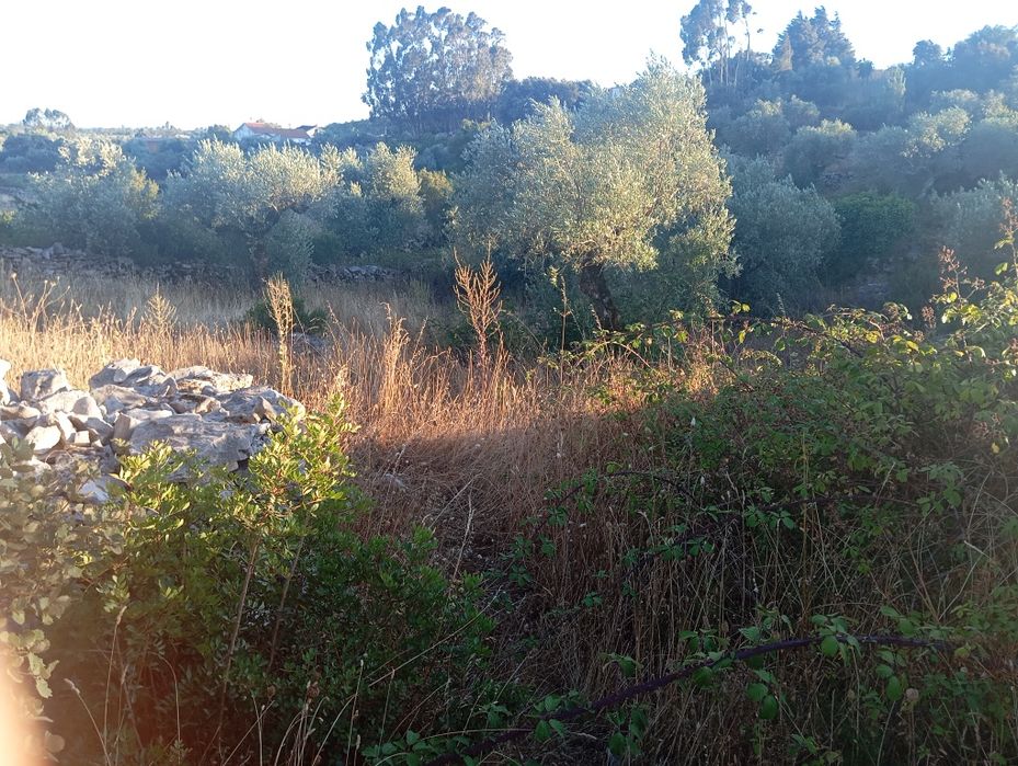 Limpeza de terrenos