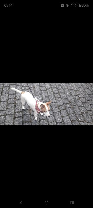 Oddam Za darmo  Jack Russell terier