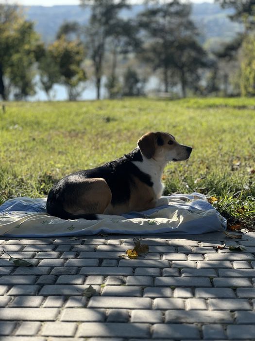 Перетримка собак
