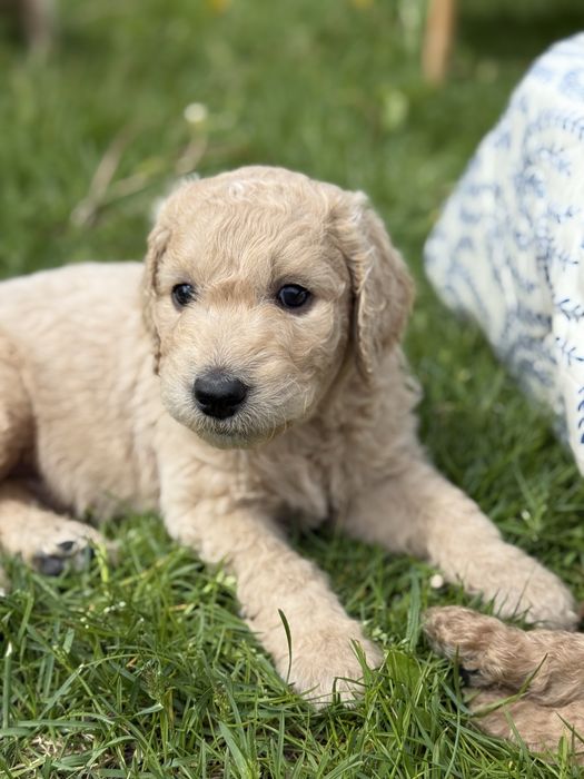 Карамельний лабрадудль (голдендудль/коббердог)