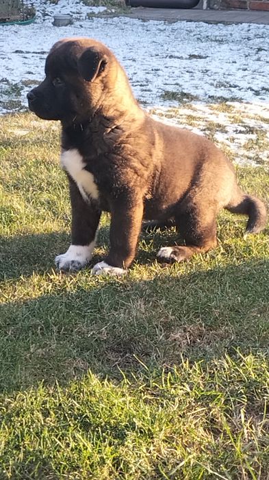 Щенята Акіти КСУ