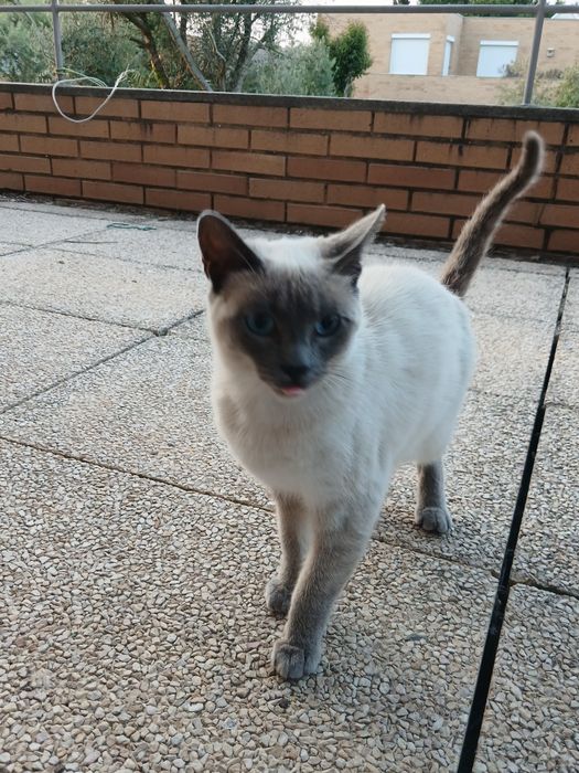 Dou gatinha siamês  com  1 ano
