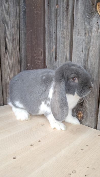 Kroliki barany francuskie