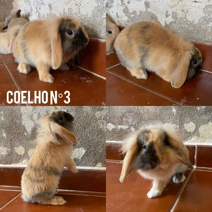 Coelhos Anões Disponíveis