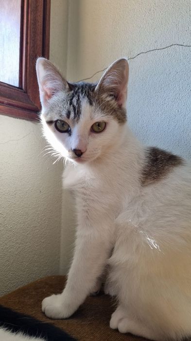 Gatinhos bebés para adoção responsável