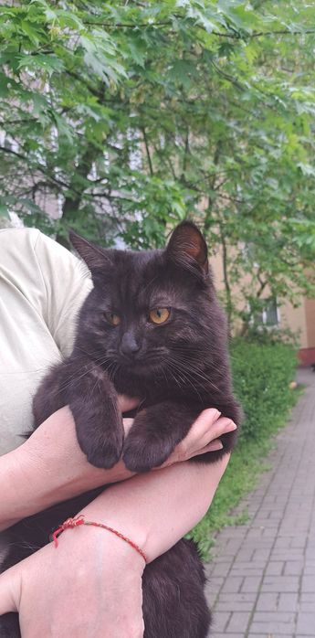 Дуже гарний молодий котик
