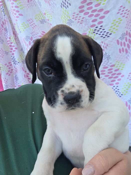 Boxer bebés vários