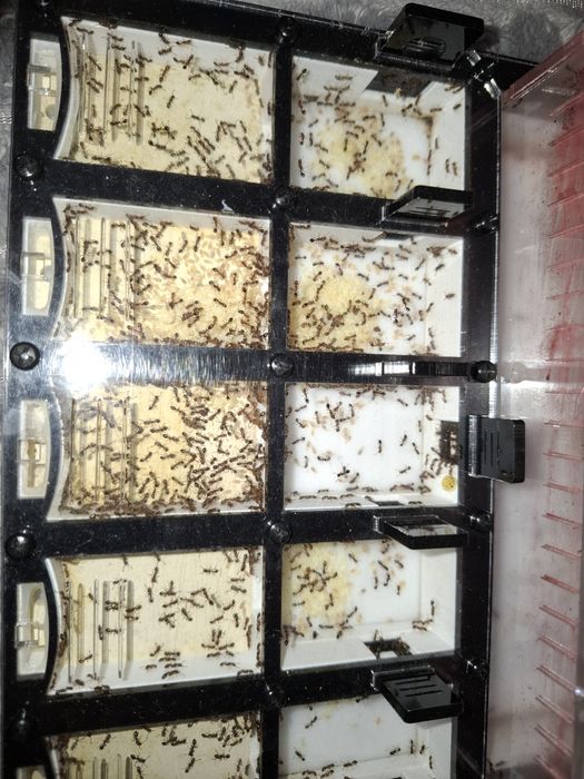 Отводок tetramorium bicarinatum