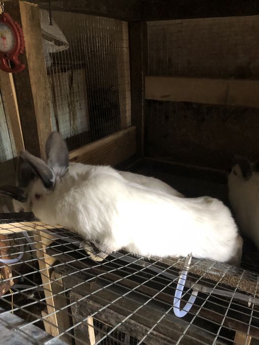 Кролі молодняк, самки самці, мʼясо кролів!